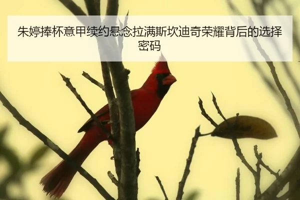 朱婷捧杯意甲续约悬念拉满斯坎迪奇荣耀背后的选择密码